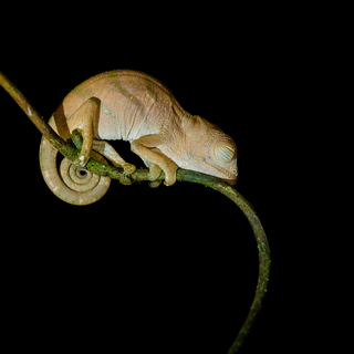 Andasibe - Baby Parson's chameleon